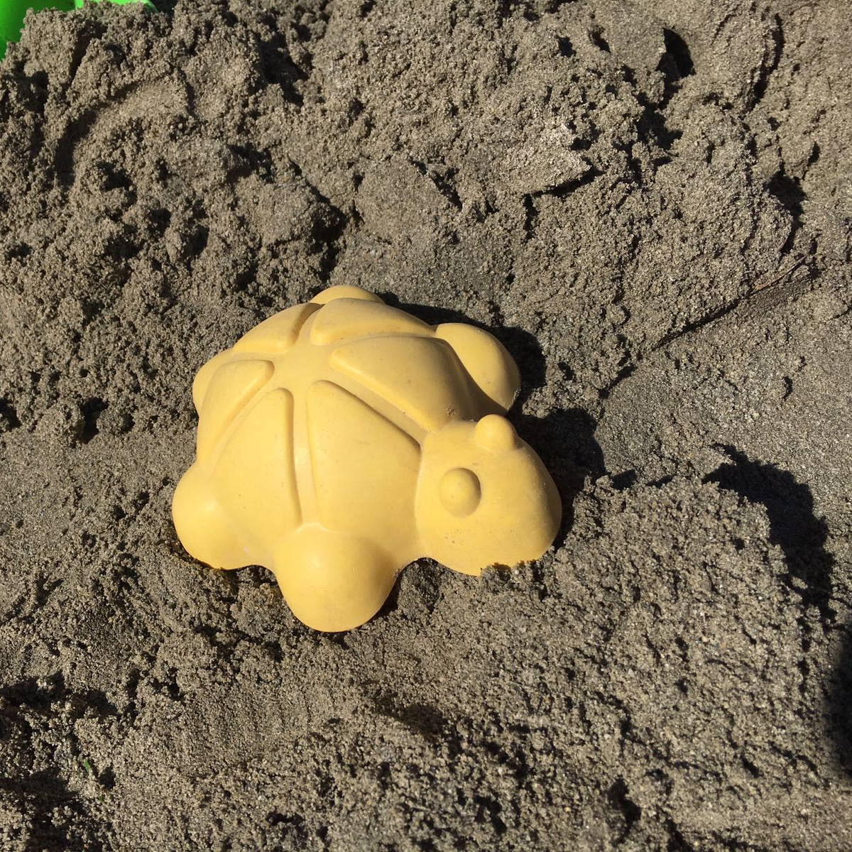 Schildkröte im Sand